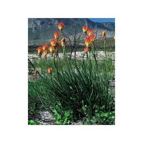 KNIPHOFIA uvaria "Mnohokvět" 5 semen