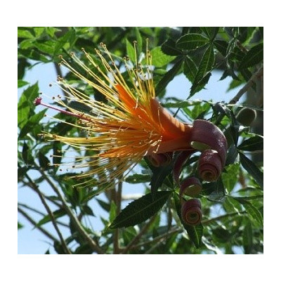ADANSONIA fony (Adansonia rubrostipa) "Lahvový strom" 2 semena