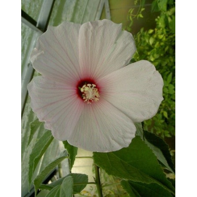 HIBISCUS lasiocarpus 5 semen