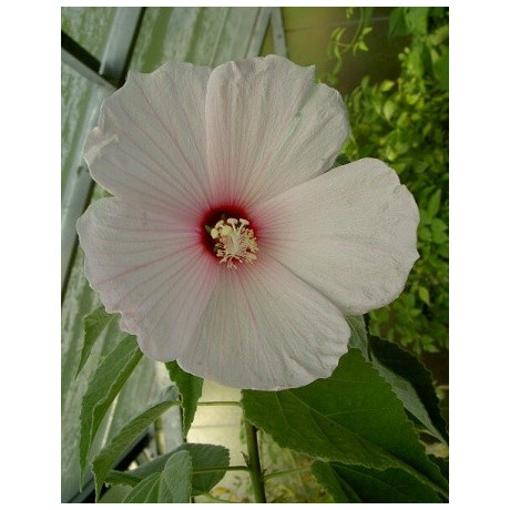 HIBISCUS lasiocarpus 5 semen