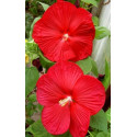 HIBISCUS moscheutos Luna Red 5 semen