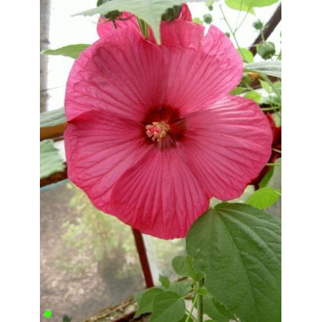 HIBISCUS moscheutos Luna Rose  5 semen