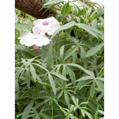 IPOMOEA platense 5 semen