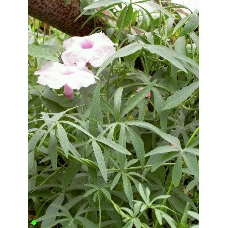 IPOMOEA platense 5 semen