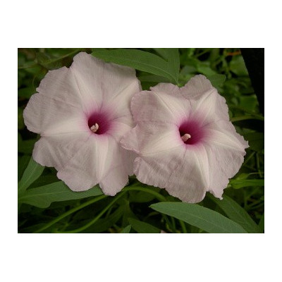 IPOMOEA platense 5 semen