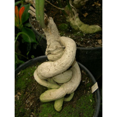 IPOMOEA platense 5 semen