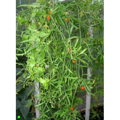 KEDROSTIS crassirostrata 5 semen