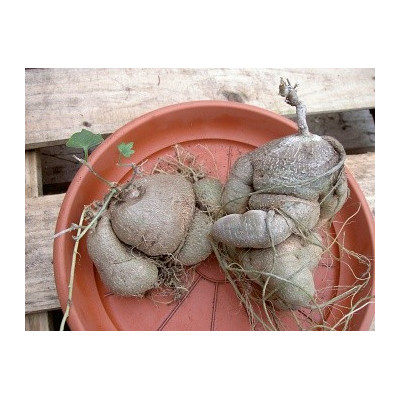 KEDROSTIS crassirostrata 5 semen