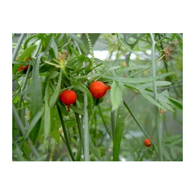 KEDROSTIS crassirostrata 5 semen