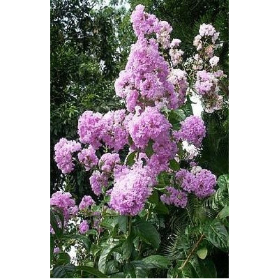 LAGERSTROEMIA speciosa "Pýcha Indie" (syn.flos reginae) 10 semen