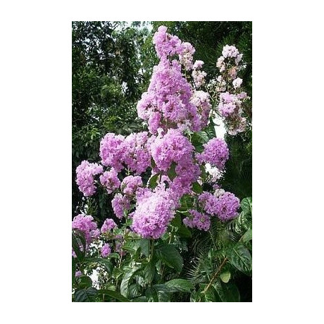 LAGERSTROEMIA speciosa "Pýcha Indie" (syn.flos reginae) 10 semen