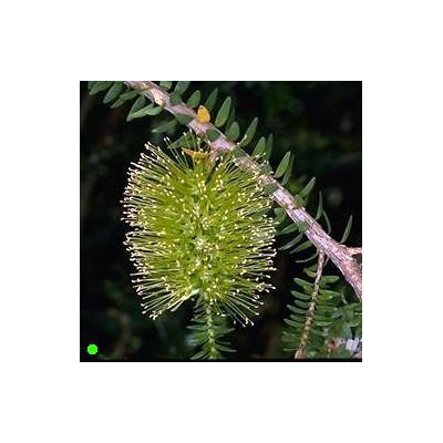 MELALEUCA diosmifolia 100 semen