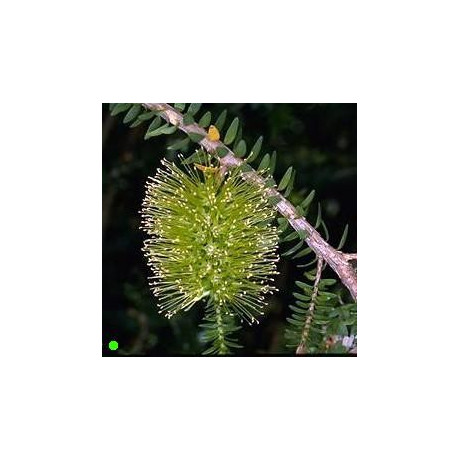 MELALEUCA diosmifolia 100 semen