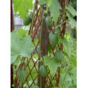 MELOTHRIA scabra "Mexická okurka" 10 semen