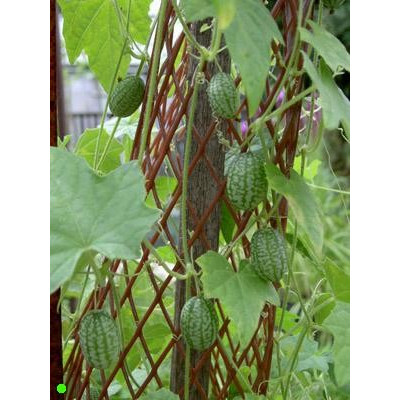 MELOTHRIA scabra "Mexická okurka" 10 semen