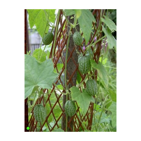 MELOTHRIA scabra "Mexická okurka" 10 semen