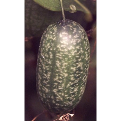 MELOTHRIA scabra "Mexická okurka" 10 semen