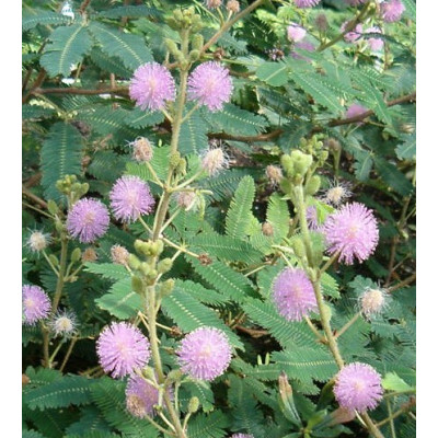 MIMOSA pudica "Netýkavka" 20 semen