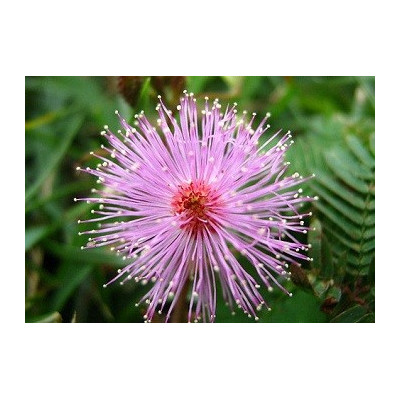 MIMOSA pudica "Netýkavka" 20 semen