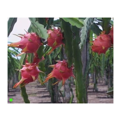 HYLOCEREUS undatus "Červené dračí ovoce" 10 semen