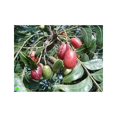 HARPEPHYLLUM caffrum “Kafírská švestka“ 4 semena