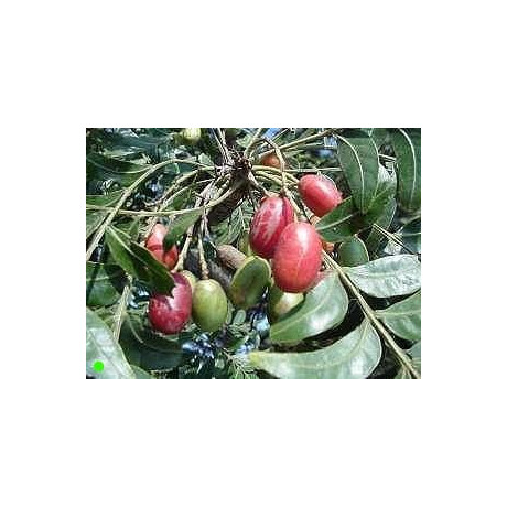 HARPEPHYLLUM caffrum “Kafírská švestka“ 4 semena