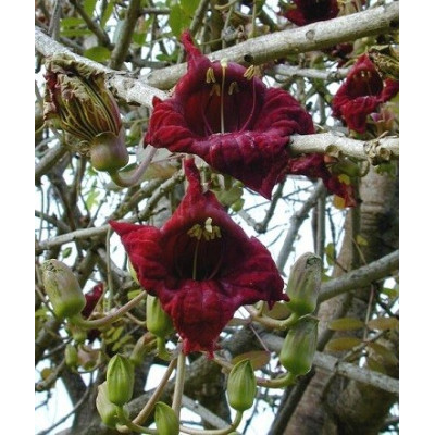 KIGELIA pinnata "Klobásový strom"  5 semen