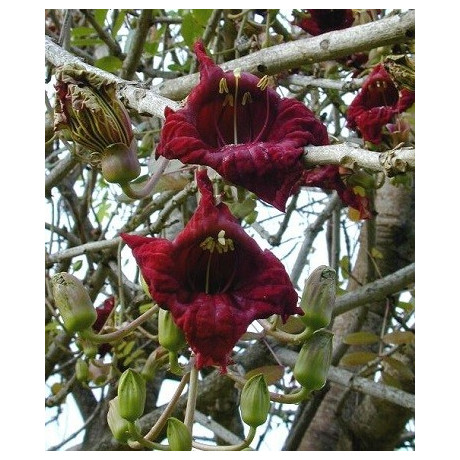 KIGELIA pinnata "Klobásový strom"  5 semen