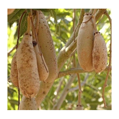 KIGELIA pinnata "Klobásový strom"  5 semen