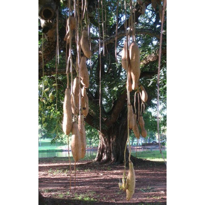 KIGELIA pinnata "Klobásový strom"  5 semen