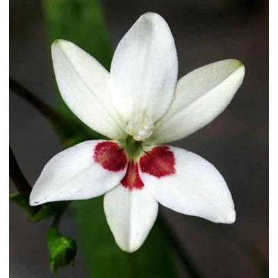 LAPEIROUSIA laxa Joan Avans  8 semen