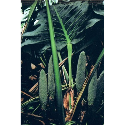 MONSTERA deliciosa 4 semena