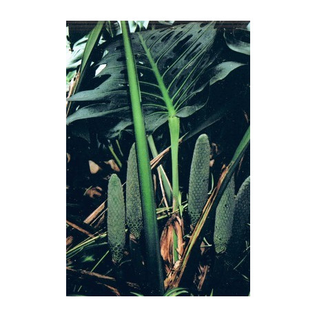 MONSTERA deliciosa 4 semena