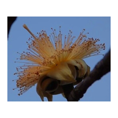 ADANSONIA suarezensis "Lahvový strom" 2 semena