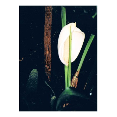 MONSTERA deliciosa 4 semena