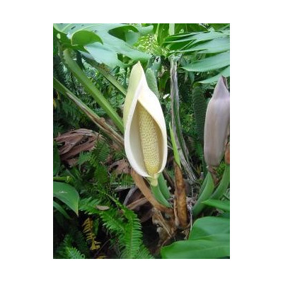 MONSTERA deliciosa 4 semena