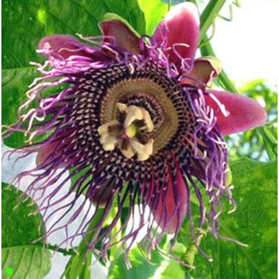 PASSIFLORA guadrangularis 5 semen