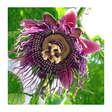 PASSIFLORA guadrangularis 5 semen