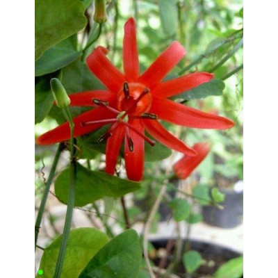 PASSIFLORA murucuja 5 semen