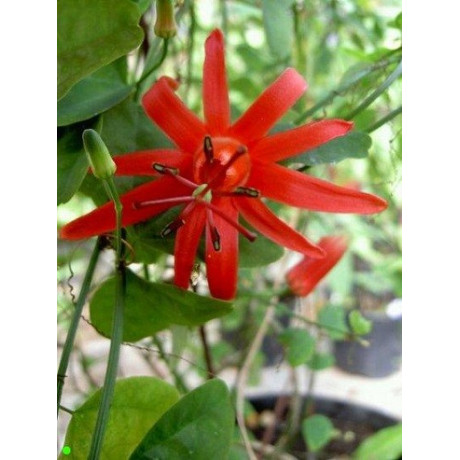 PASSIFLORA murucuja 5 semen