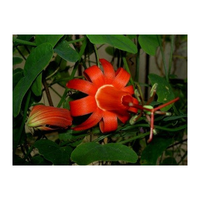 PASSIFLORA murucuja 5 semen