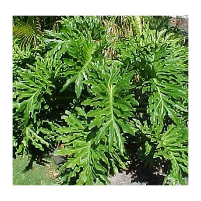 PHILODENDRON bipinnatifidum 10 semen