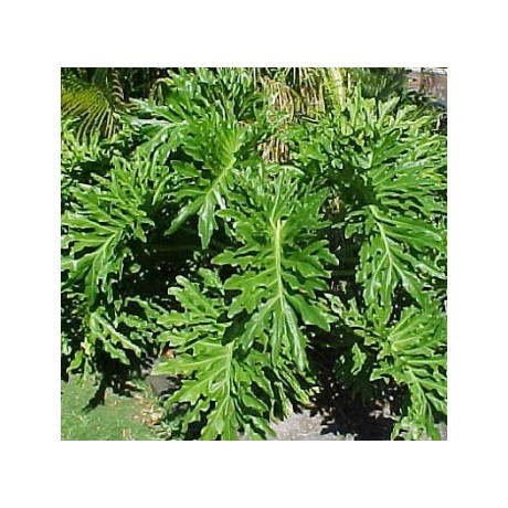 PHILODENDRON bipinnatifidum 10 semen