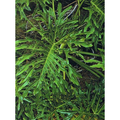 PHILODENDRON bipinnatifidum 10 semen