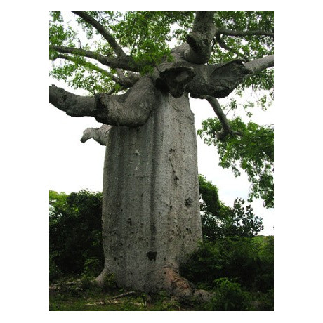 ADANSONIA suarezensis "Lahvový strom" 2 semena
