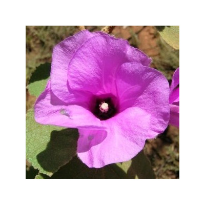 RADYERA farragei "Desert Rose Mallow" 30 semen