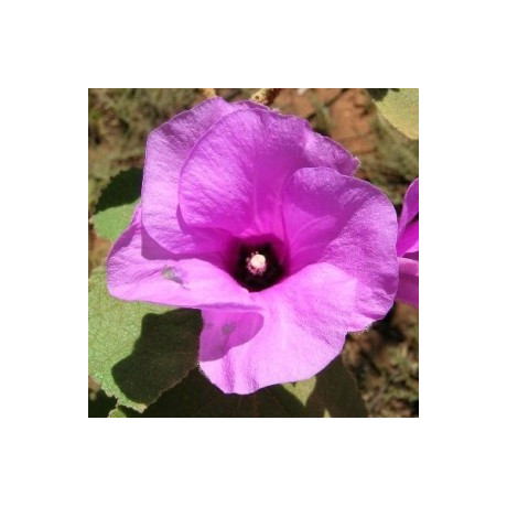 RADYERA farragei "Desert Rose Mallow" 30 semen