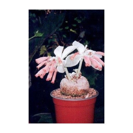 REICHSTENERIA leucotricha 30 semen