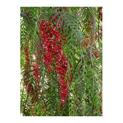 SCHINUS molle "Peruviánský pepřovec" 20 semen