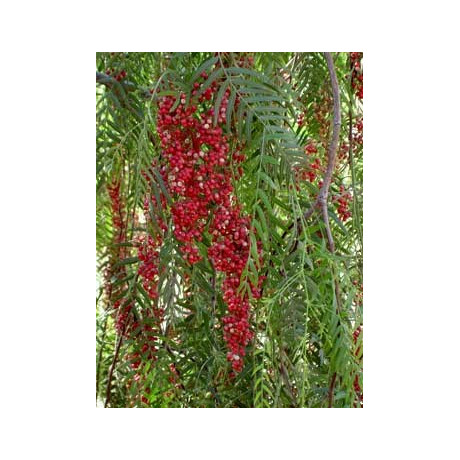 SCHINUS molle "Peruviánský pepřovec" 20 semen